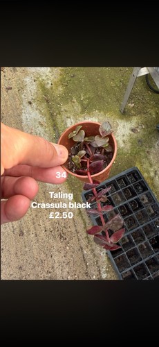 Mixed succulents all 50 - mixed, £2.50