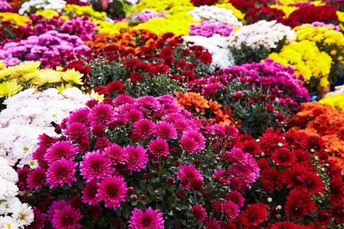 Garden mum mix - ,