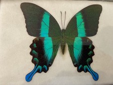 The Peacock Taxidermy Butterfly Frame (Papilio blumei)