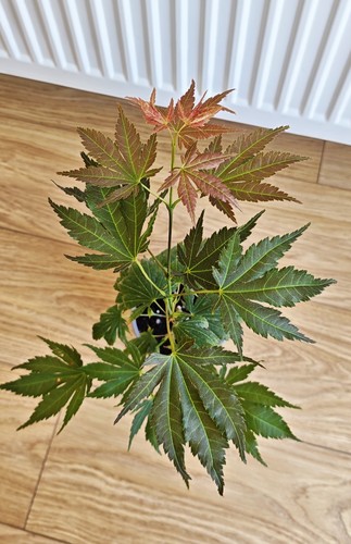 Acer palmatum mon - palmatum,