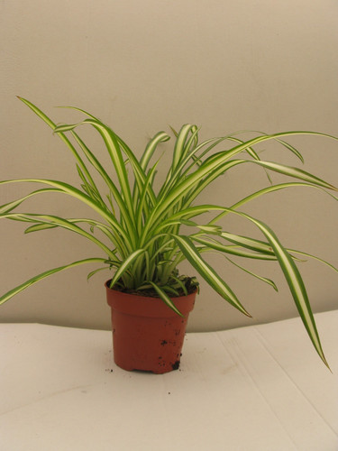 Large chlorophytum spider - large,