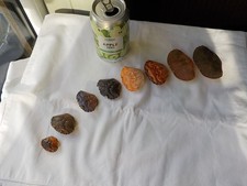 Selection Of 8 Crab Shell Backs Found On The Shore In The NW Highlands.