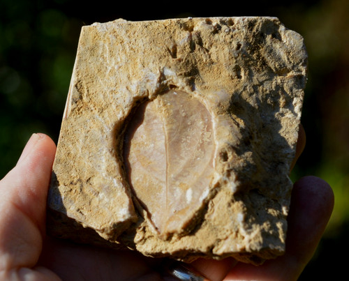 Amazing rare fossil - #13,