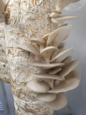 Mushroom Grow Kit  Log (Twin)-