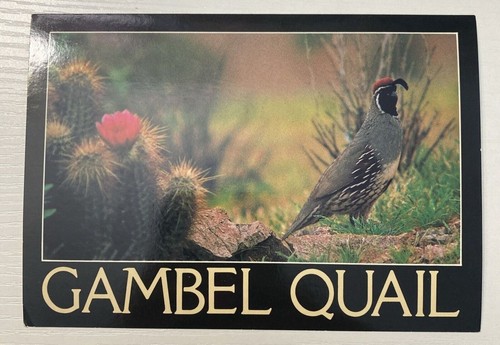 Gambel quail bird - bird, postcard