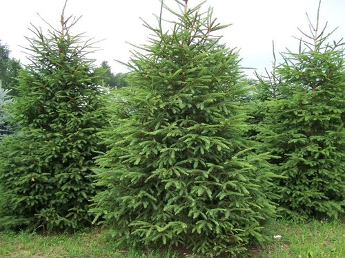 Norway spruce seeds - norway,