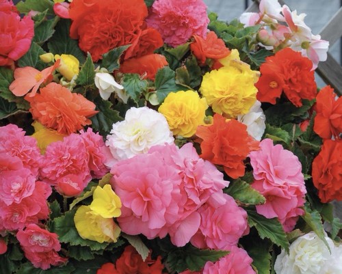 Begonia non stop limitless - non,