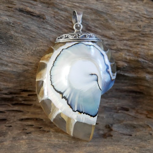 Large clear nautilus shell - nautilus,