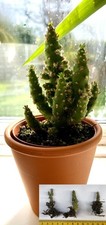 Austrocylindropuntia subulata (Eve's pin Cactus) Well Rooted Cutting 