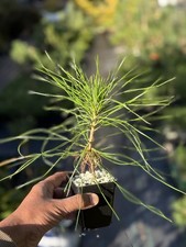  Japanese red pine for bonsai or garden tree