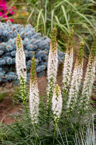 10x liatris spicata alba - 10x,
