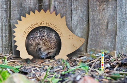 Single wildlife hedgehog