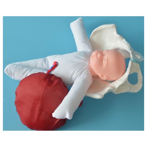Female pelvic anatomy model - pelvic,