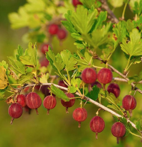 Gooseberry plant - 3,