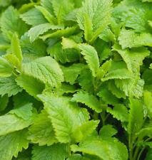 Lemon Balm Herb for Tea (Said to Promote Sleep) +Savoury/Sweet Dishes 500 Seeds