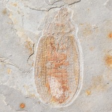 Odontomma Beetle Fossil Insect