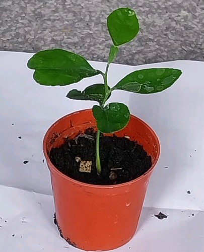 One year old healthy - year,
