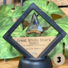 Great White Shark Tooth in