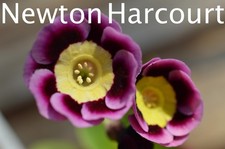 Primula auricula plants -