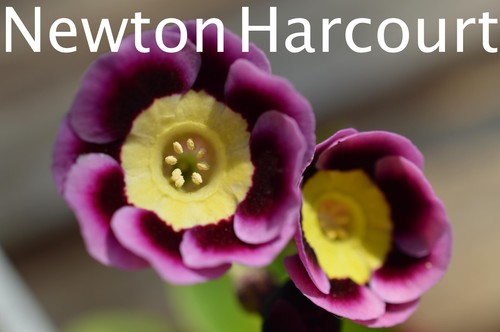 Primula auricula plants six - auricula,