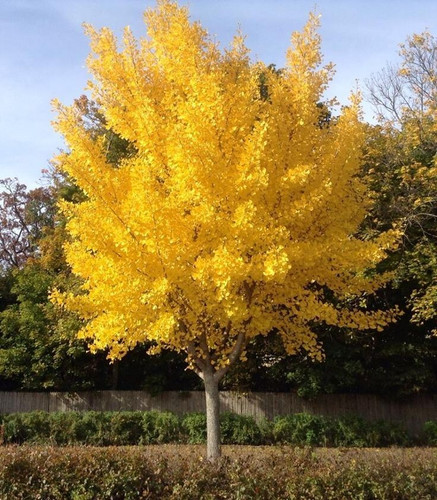 Ginkgo biloba maidenhair - ginkgo,