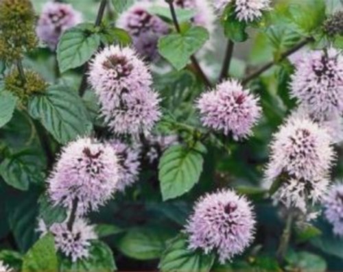 Mentha aquatica - , (water
