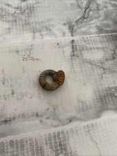 Fossil Ammonites marine cephalopods similar to  modern nautilus,  Mesozoic Era