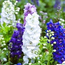 Flower Seeds Annual Biennial