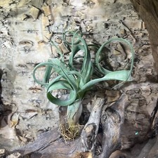 Tillandsia BALBISIANA ( Curly