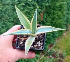 Agave guiengola 'Creme Brulee' - Variegated - Industrial Agaves