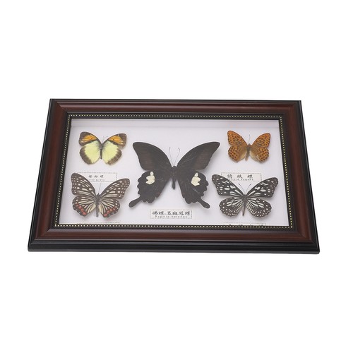 Framed taxidermy - (black),