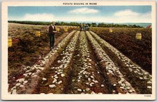 Maine ME,  Potato Digging