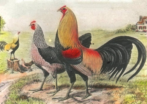 Old english game chickens - game, ca