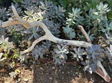 Large Natural Manzanita Driftwood  24" Aquarium Reptile Terrarium Home Decor