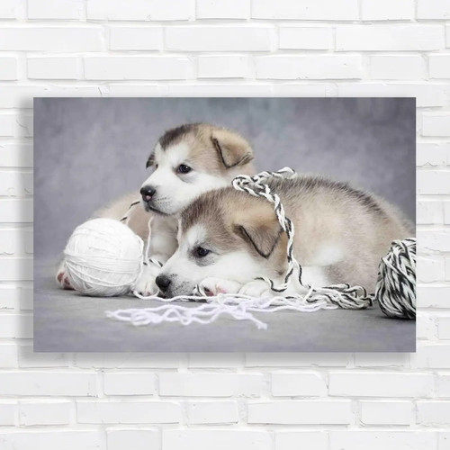 Cute malamute puppies rest - malamute,