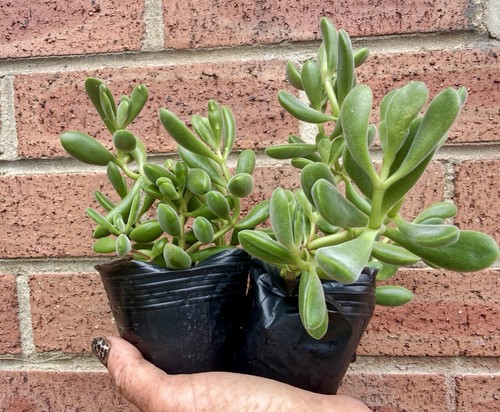 Succulent plant duo bundle - plant,
