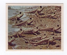 Nabisco Australia 1970 #18 -