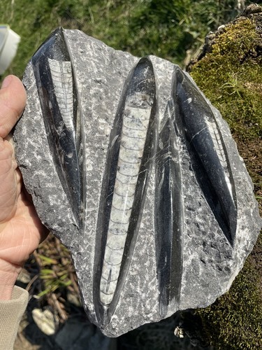 Orthoceras plate straight horn - orthoceras,