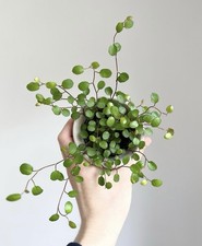 Maidenhair Vine- 6cm Diameter