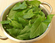 25 Good King Henry Spinach