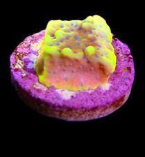 Beach Bum Montipora Coral Marine Aquarium Saps Hard Coral