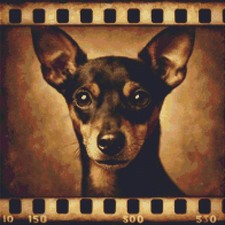 English Toy Terrier Puppy Dog