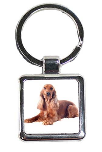 Welsh springer spaniel dog - spaniel,