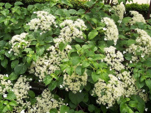 Hydrangea anomala petiolaris - hydrangea,