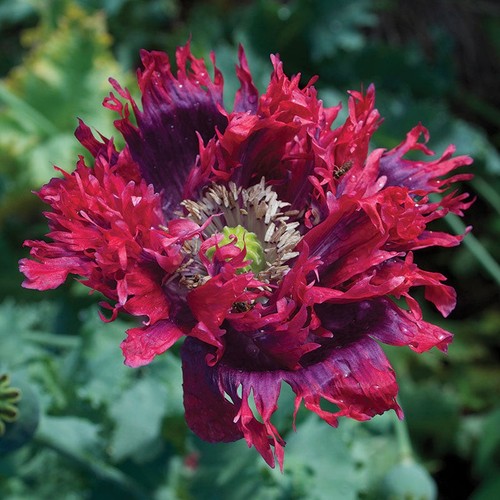 Premium poppy drama queen - drama,