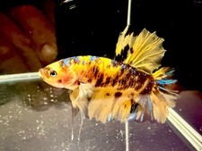 Live Betta Fish Male Giant