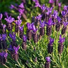 Pack of 6 French Lavender