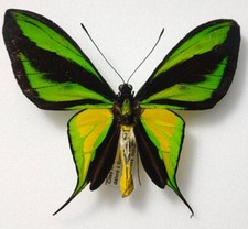 Ornithoptera Paradisea Borchi