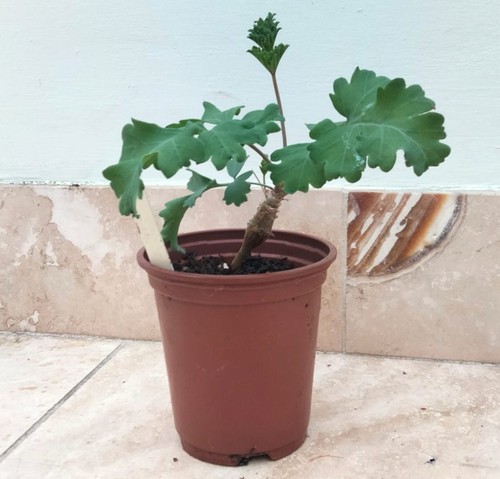 Species pelargonium plant p - pelargonium,