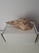 Triton's Trumpet Charonia